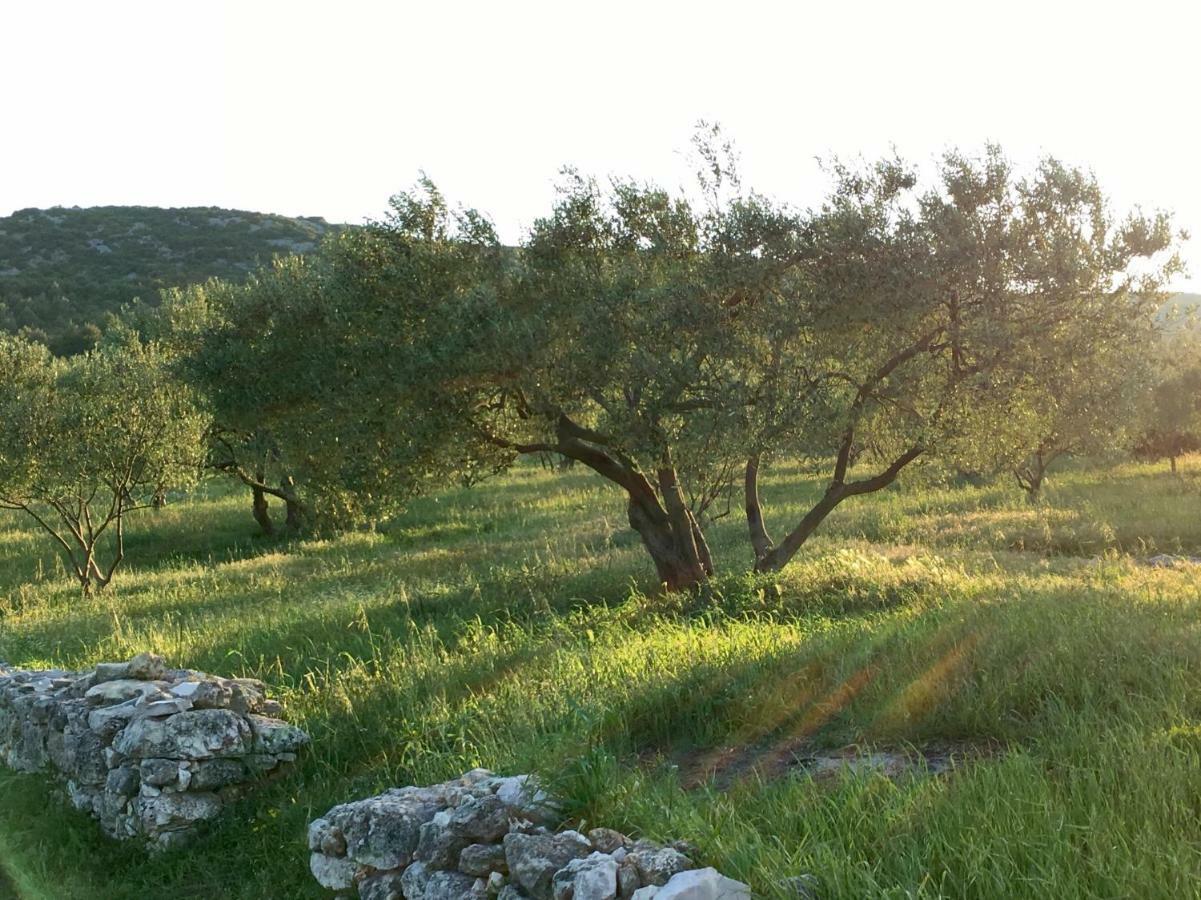 Lavanda Tribalj المظهر الخارجي الصورة